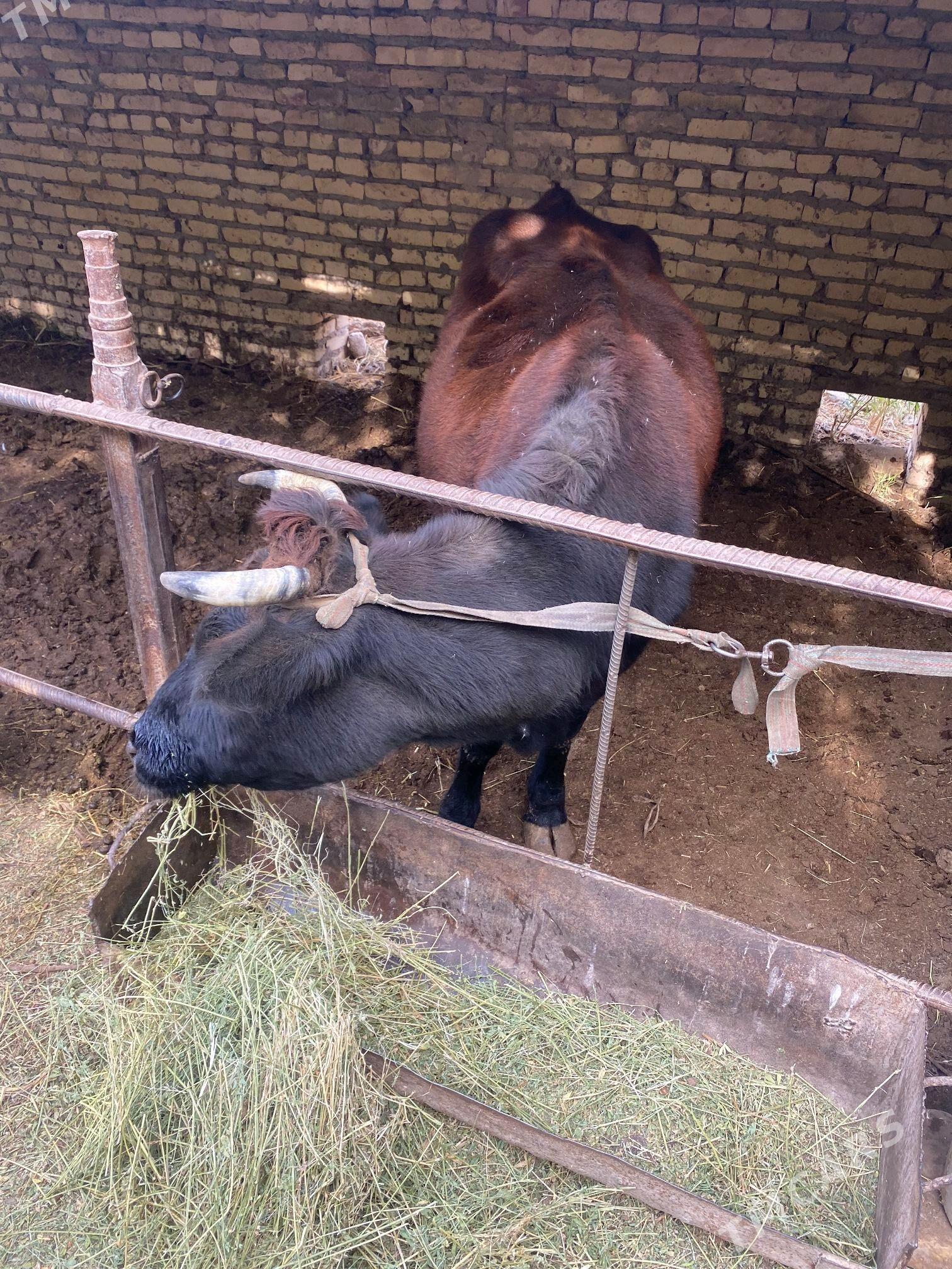 2 inek 1 unajyn - Çärjew - img 10