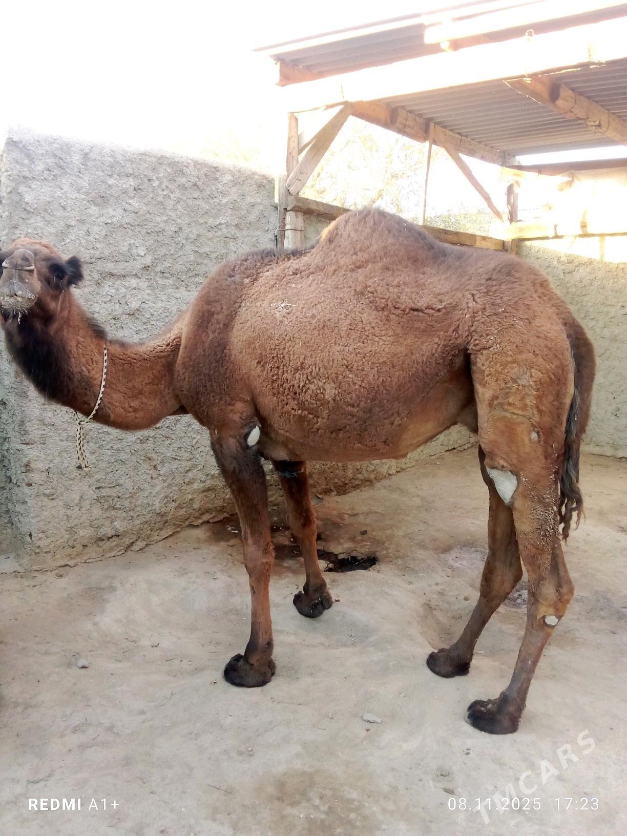 düýe - Берекет - img 2