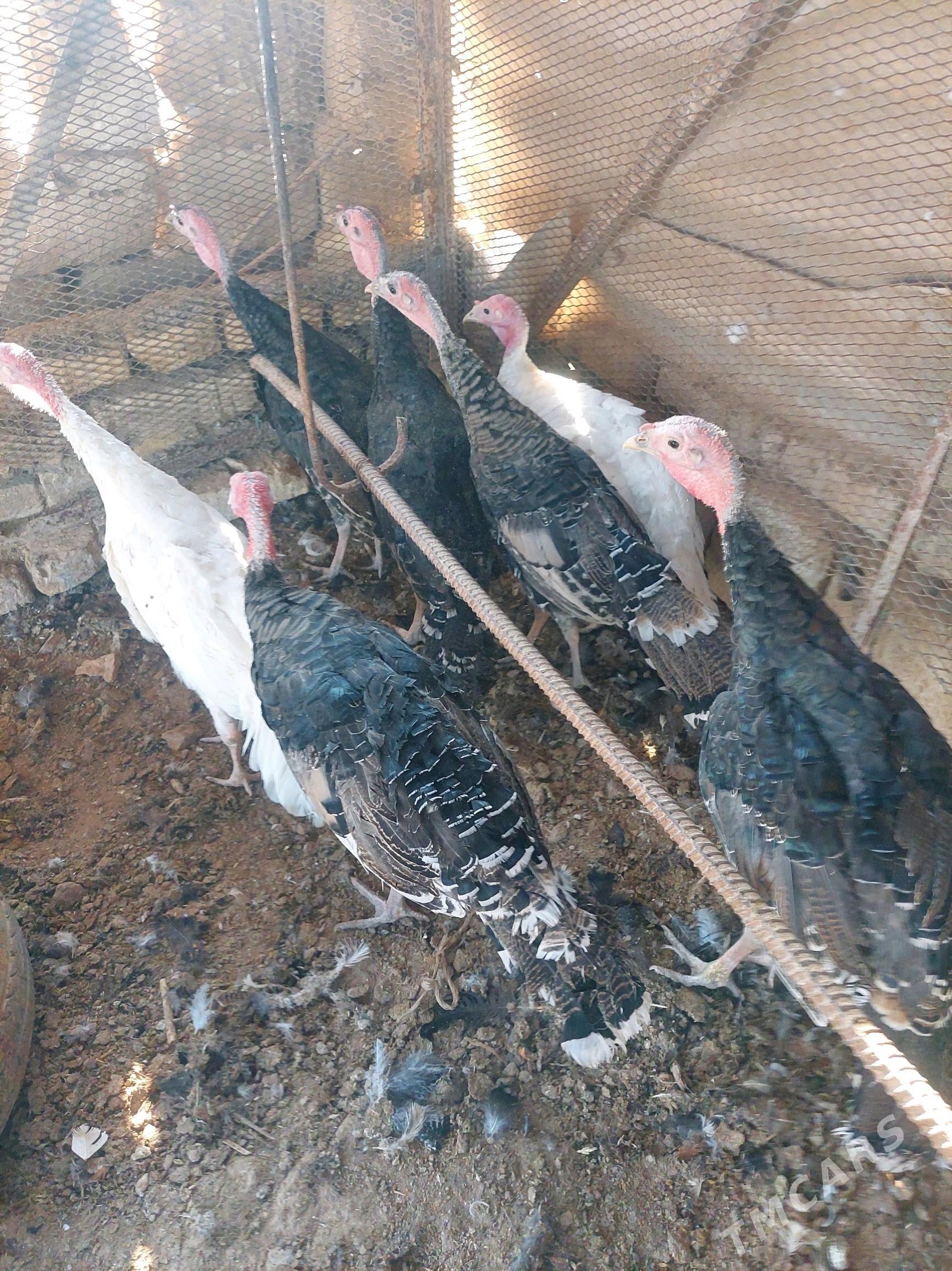 induk jüje - Tejen - img 2