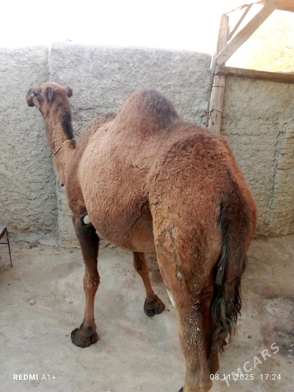 düýe - Берекет - img 3