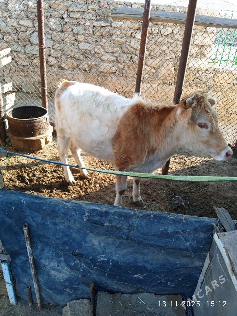 Gaçar - Джебел - img 2