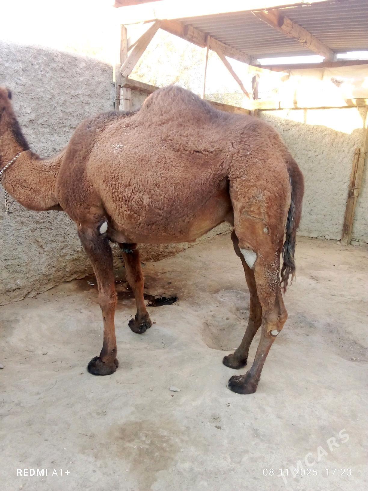 düýe - Берекет - img 4