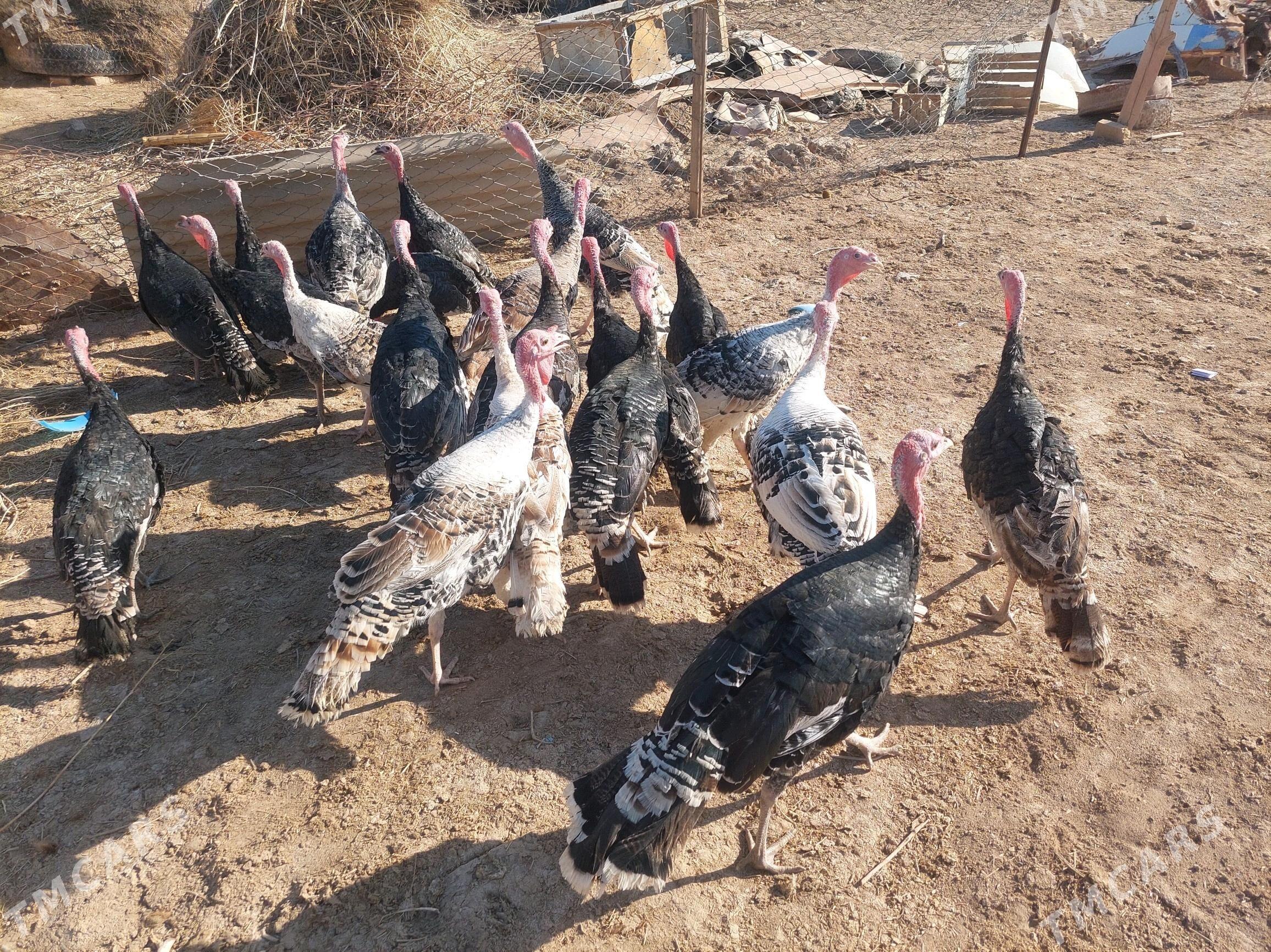 indyk - Теджен - img 2