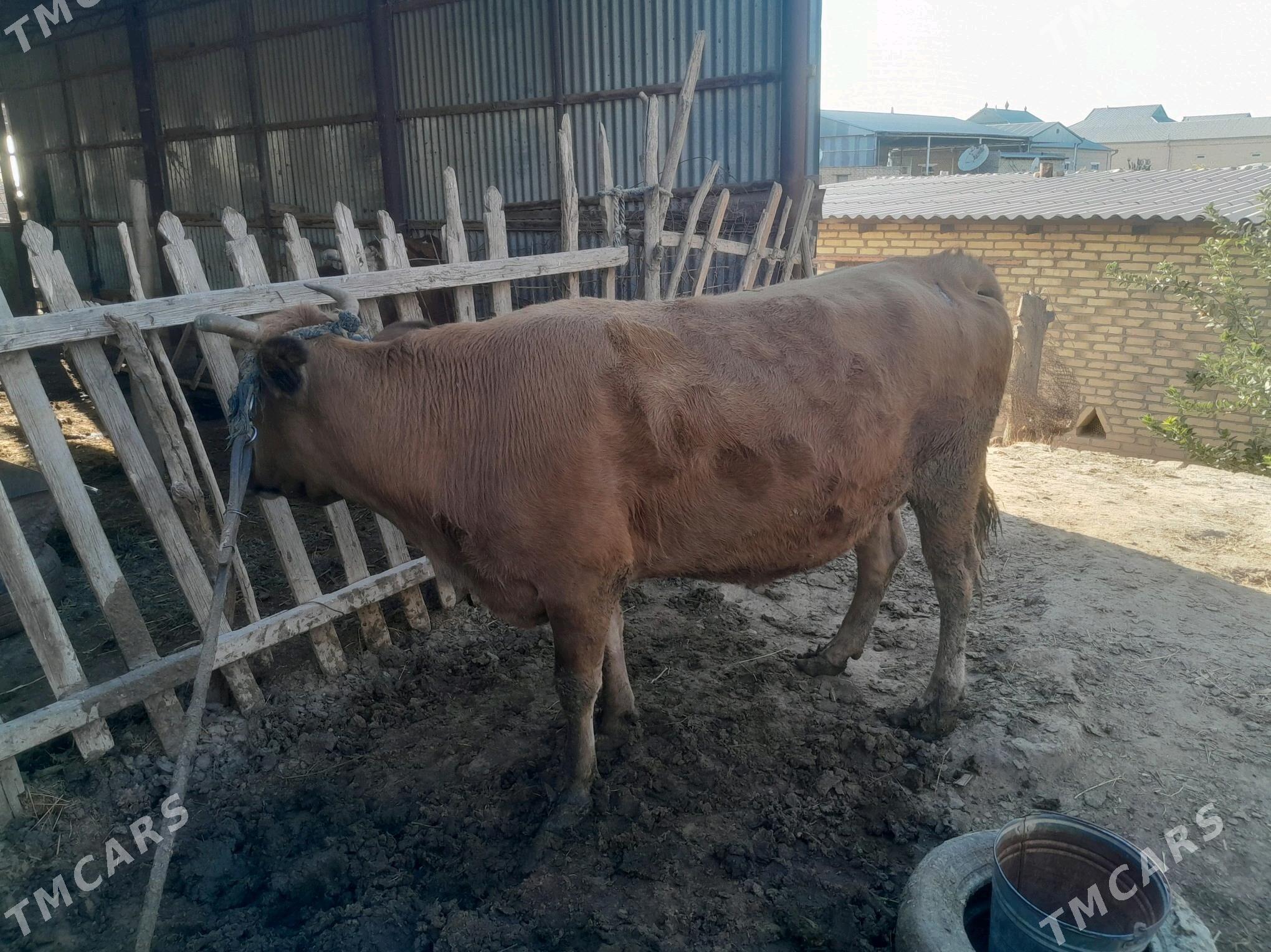 Bakylan Sygyr - Векильбазар - img 2