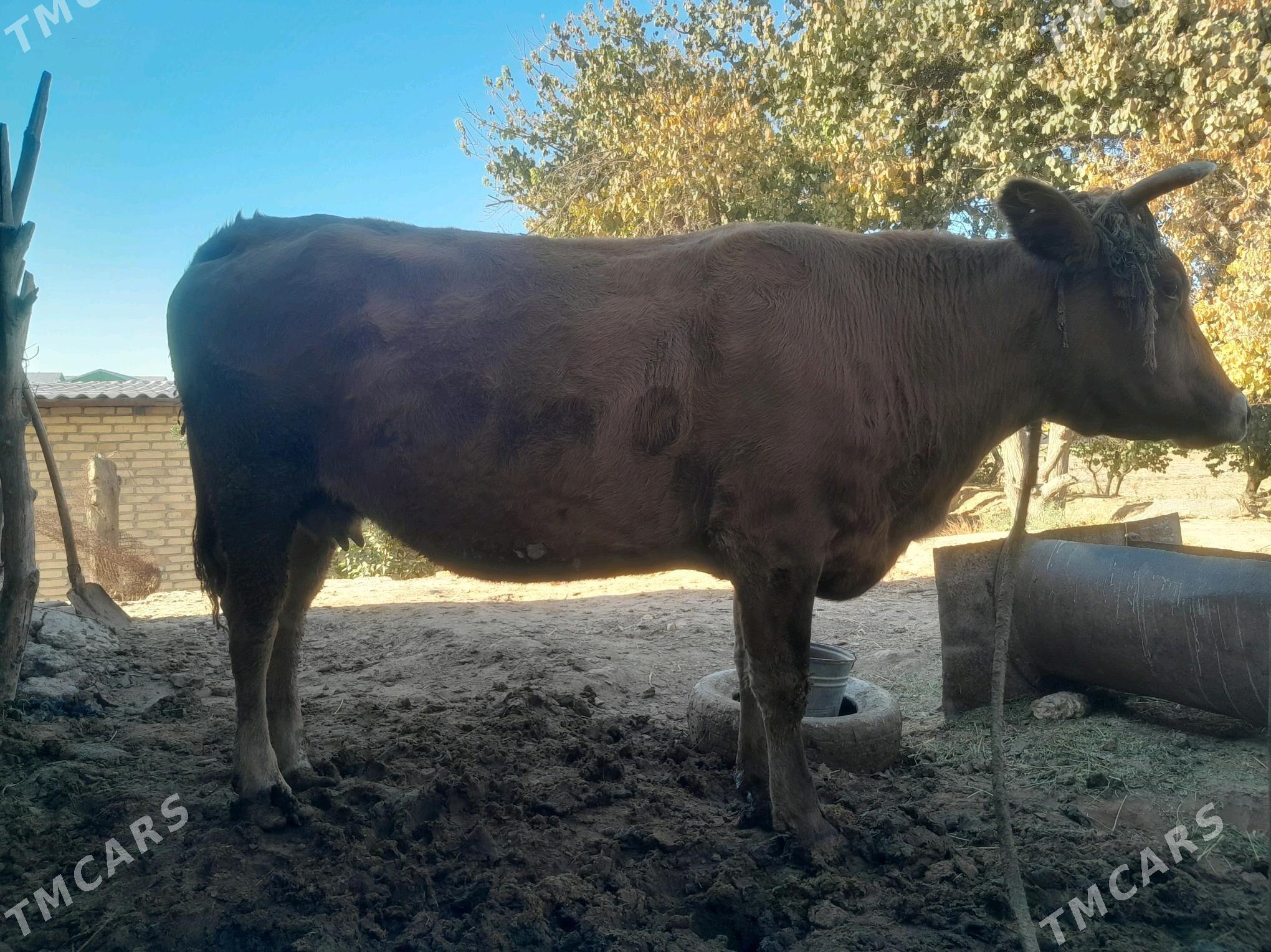 Bakylan Sygyr - Векильбазар - img 1