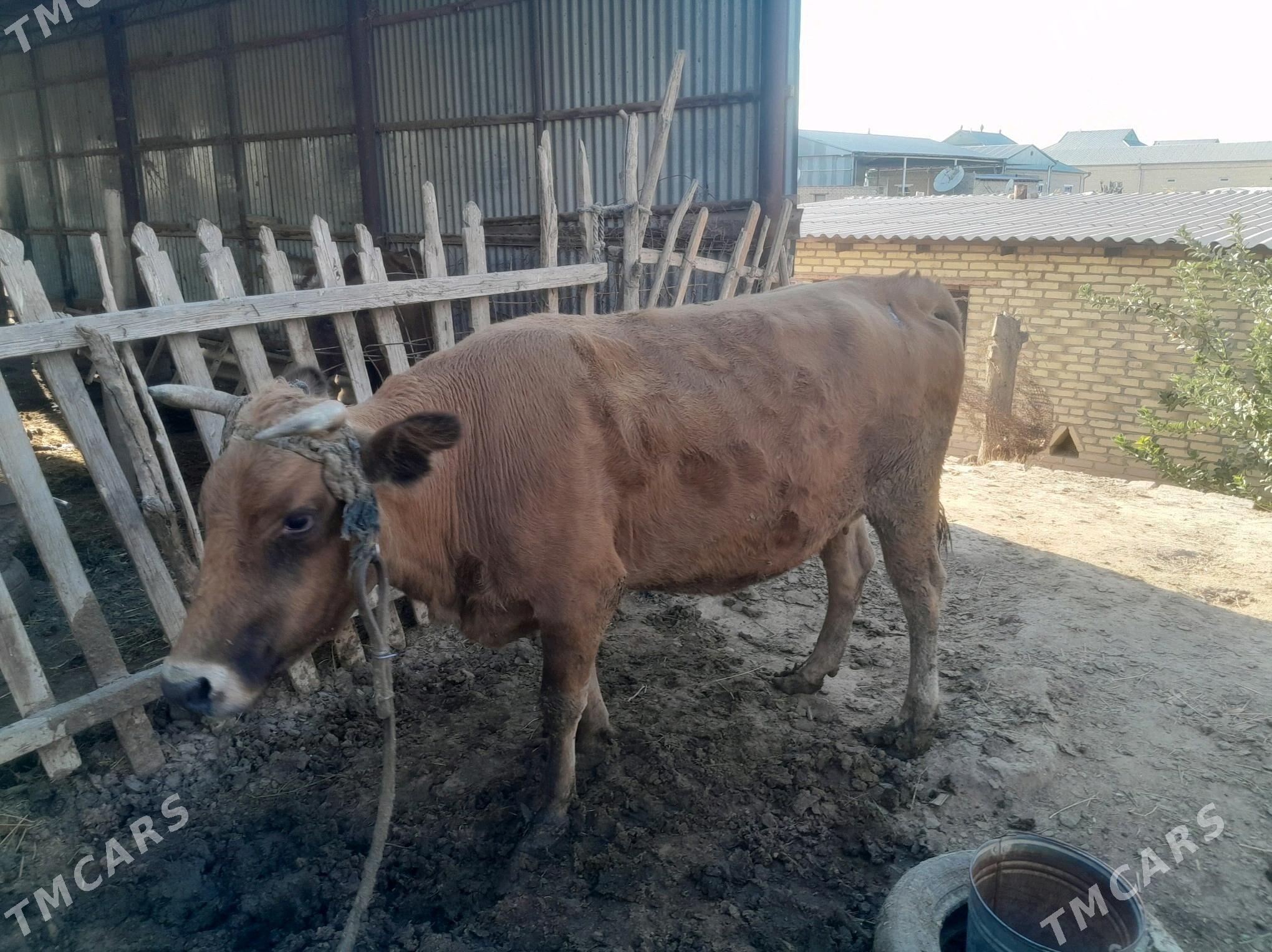 Bakylan Sygyr - Векильбазар - img 3