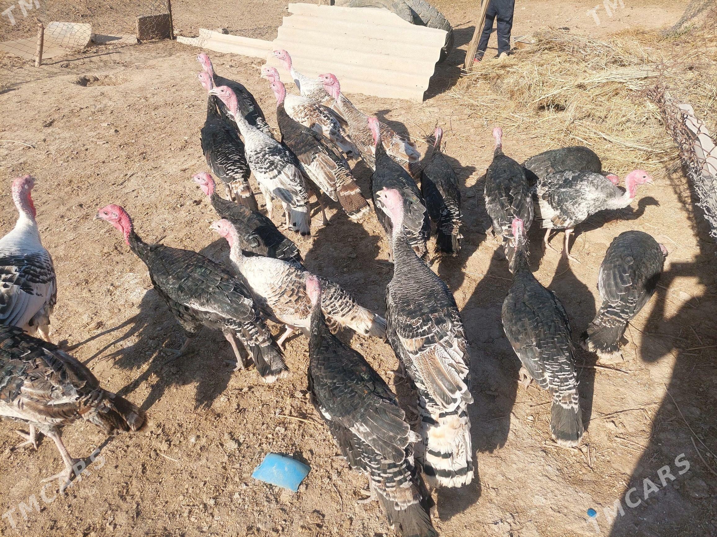 indyk - Теджен - img 3