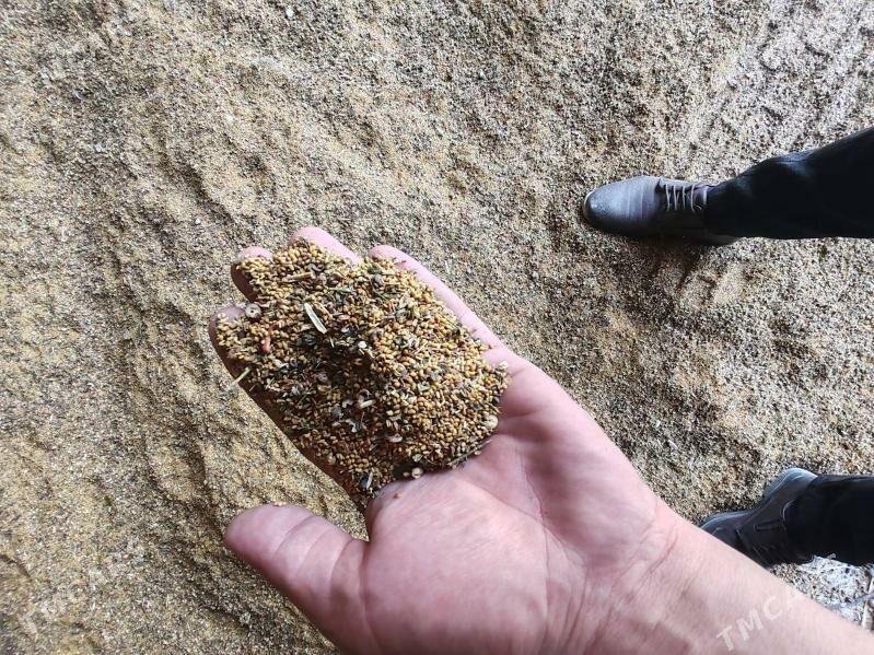 Йорунджа тохым - Ak bugdaý etraby - img 2