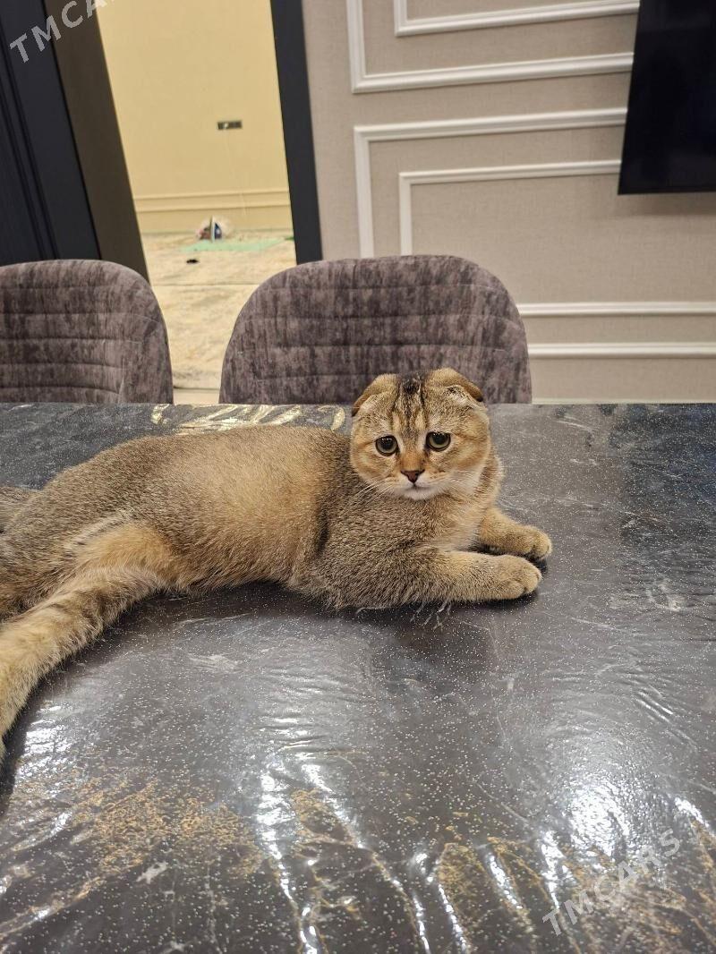 satlan pisik - Çoganly - img 2