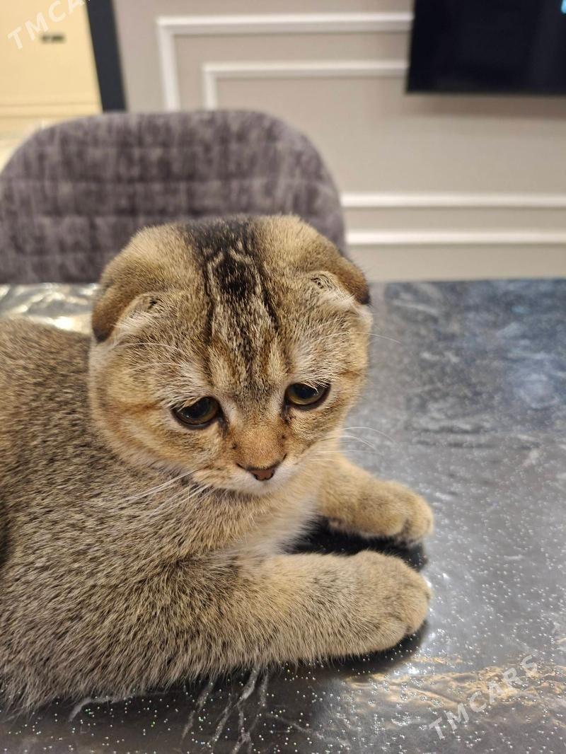 satlan pisik - Çoganly - img 1