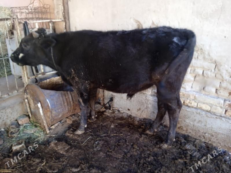7 sany öküz - Türkmenabat - img 7