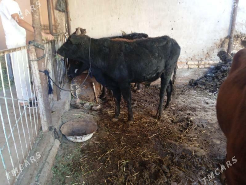 7 sany öküz - Türkmenabat - img 4