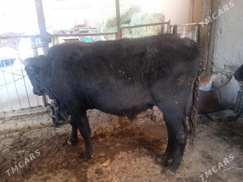 7 sany öküz - Türkmenabat - img 3