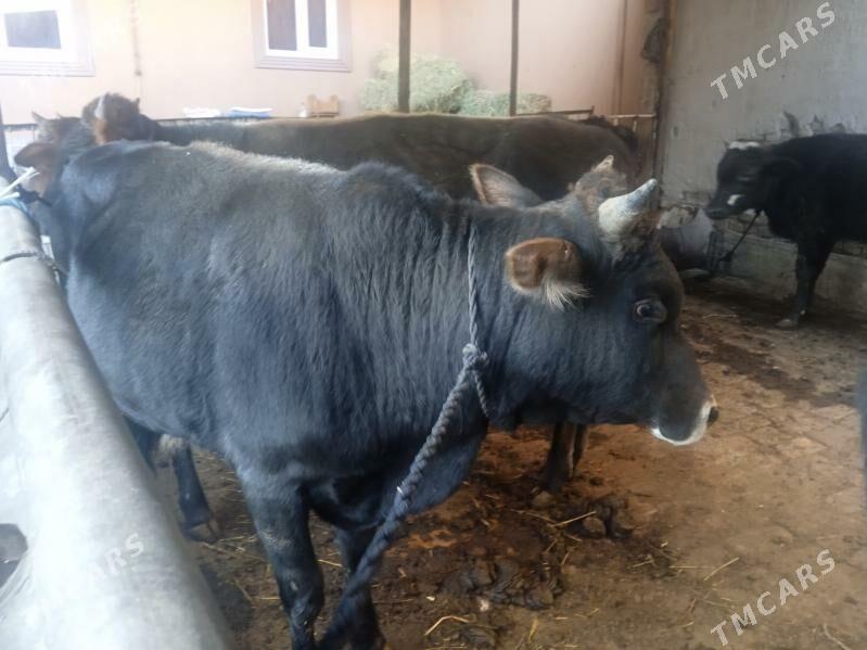 7 sany öküz - Türkmenabat - img 2