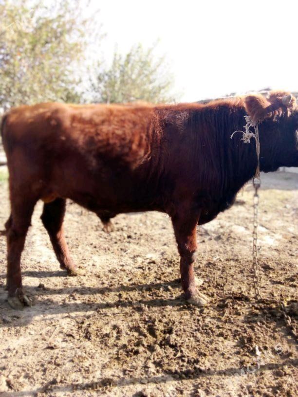 öküz - Бахарден - img 3