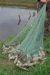 paraşut setga aw balyk рыба lo - Daşoguz - img 4