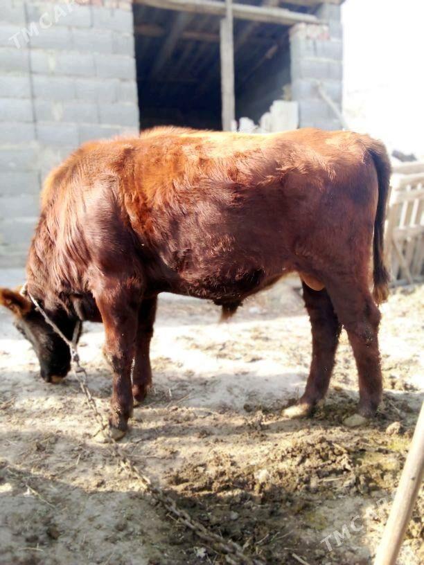 öküz - Бахарден - img 6