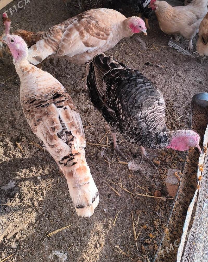 İndyuklar - Туркменабат - img 2