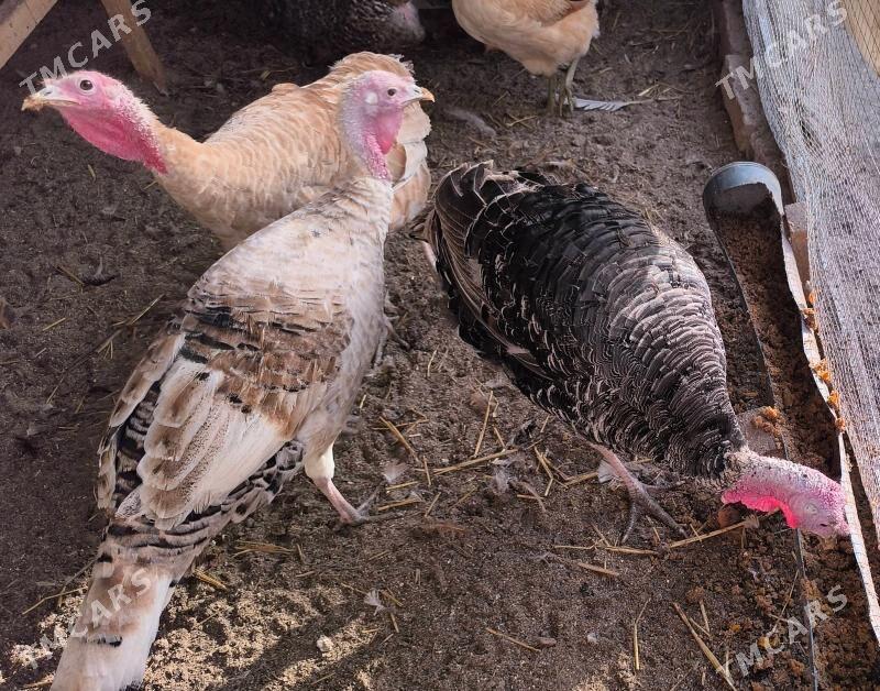 İndyuklar - Туркменабат - img 3