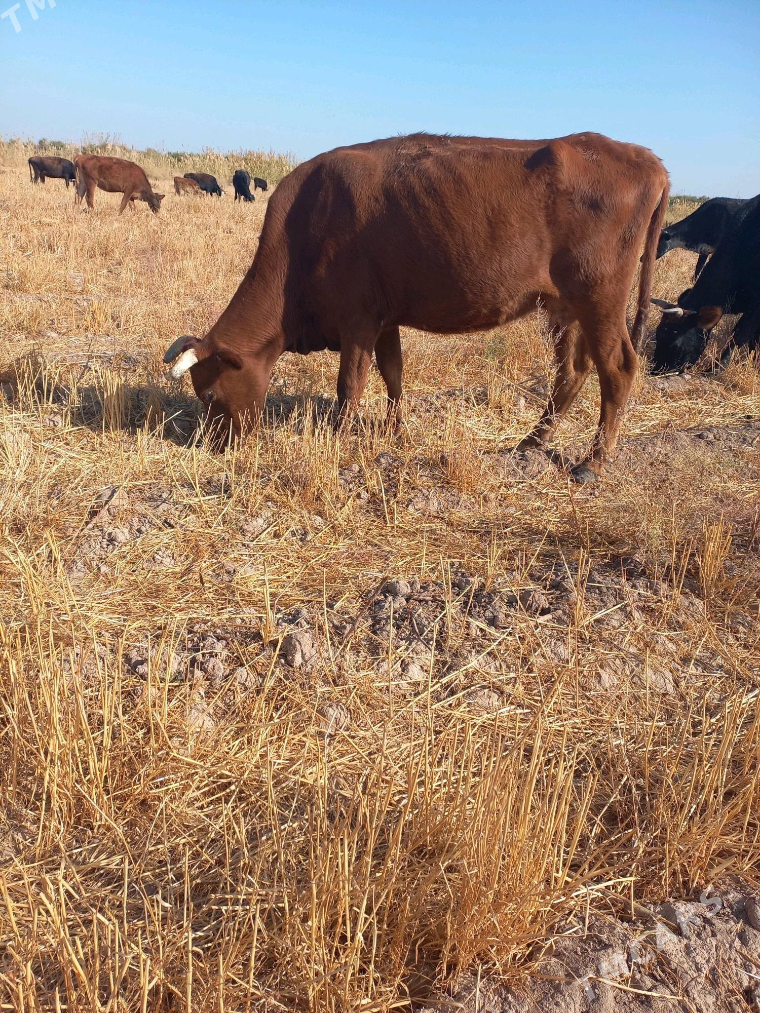 Çopan gerek - Теджен - img 1