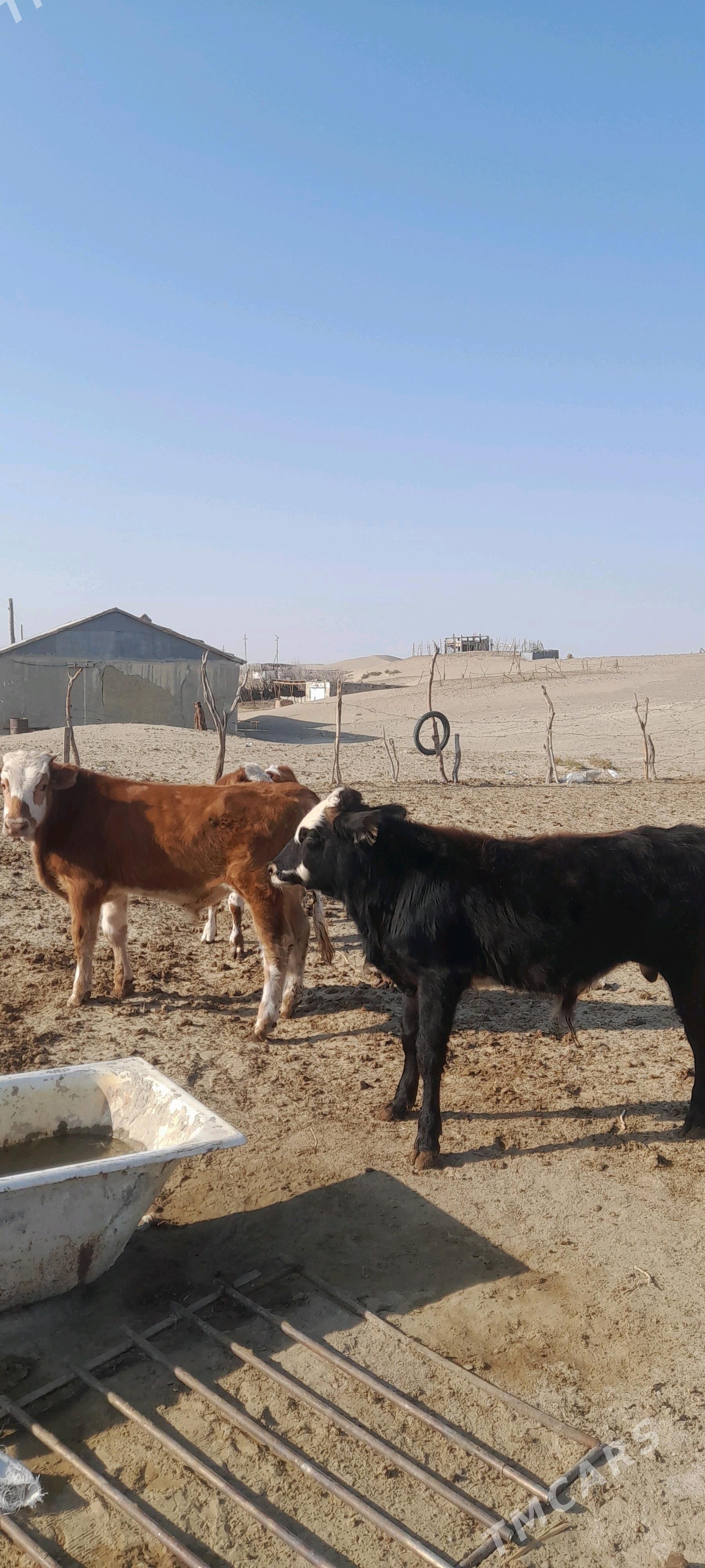 Satlyk 2 sany okuz - Берекет - img 2