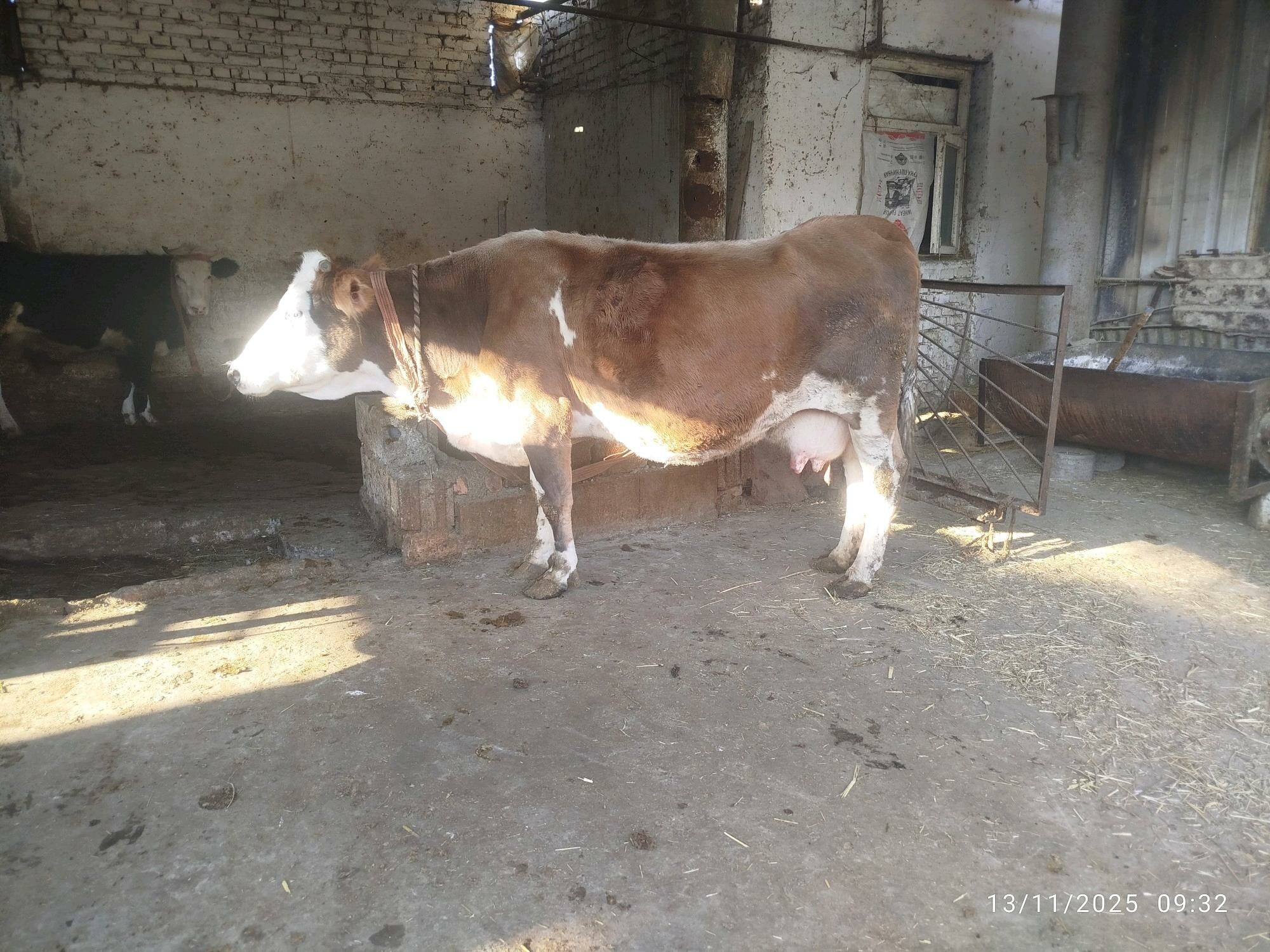 Göleli sygyr - Bäherden - img 7