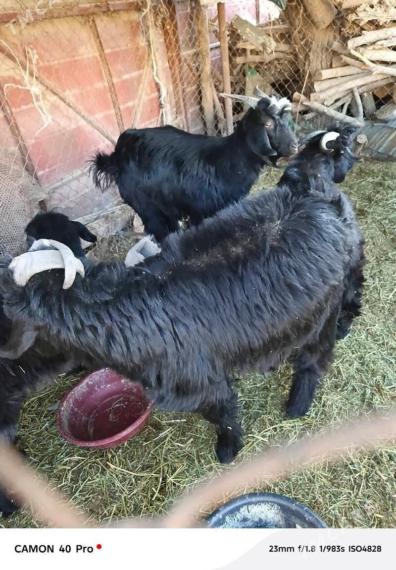 Teke çewiş - Änew - img 1