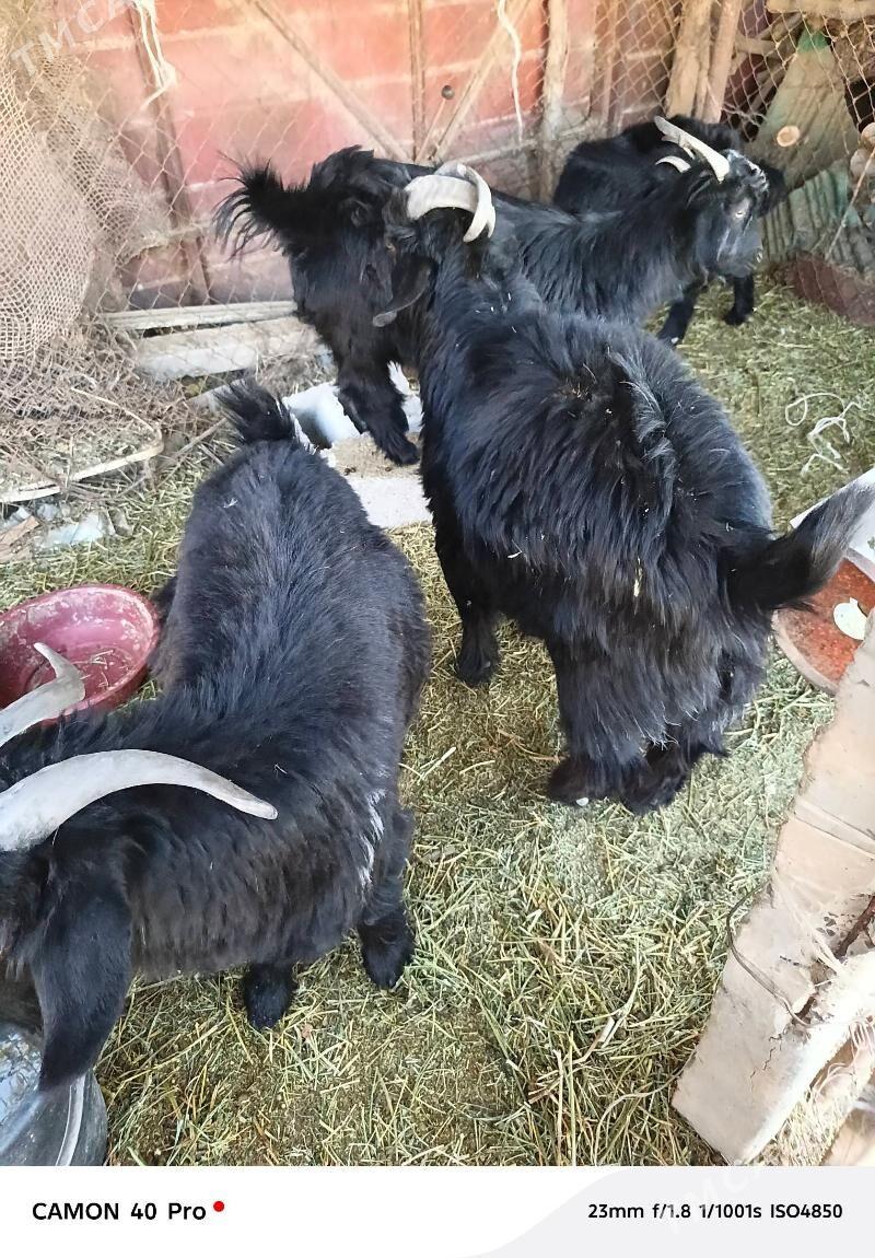 Teke çewiş - Änew - img 3