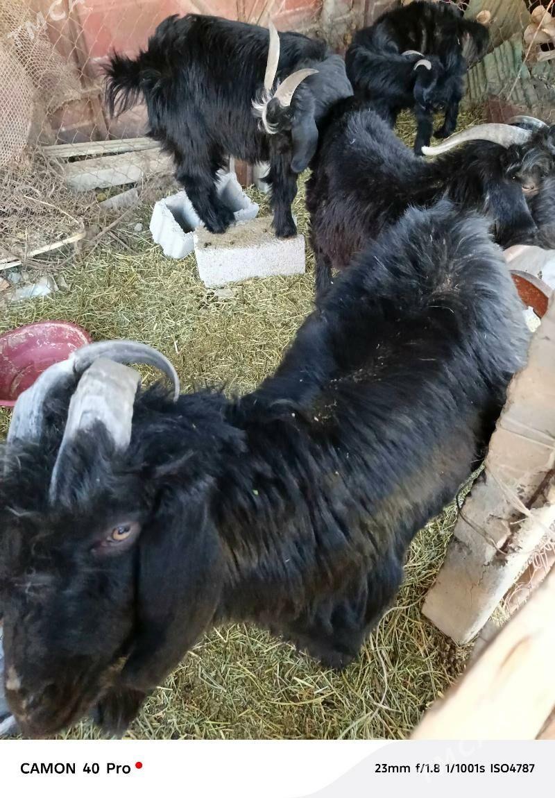 Teke çewiş - Änew - img 2