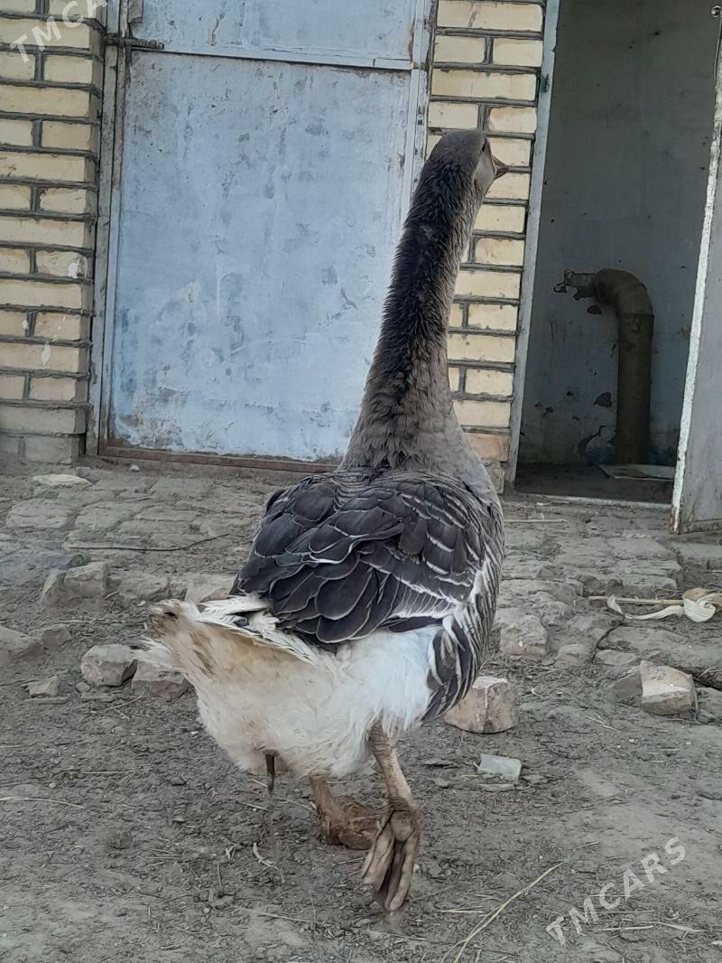 satlyk  ordek guws - Wekilbazar - img 6