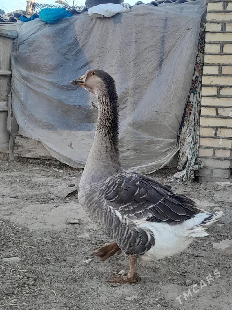 satlyk  ordek guws - Wekilbazar - img 2