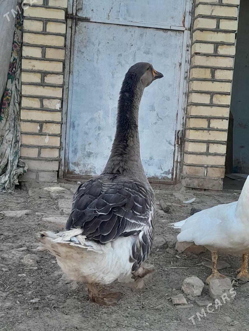 satlyk  ordek guws - Wekilbazar - img 3