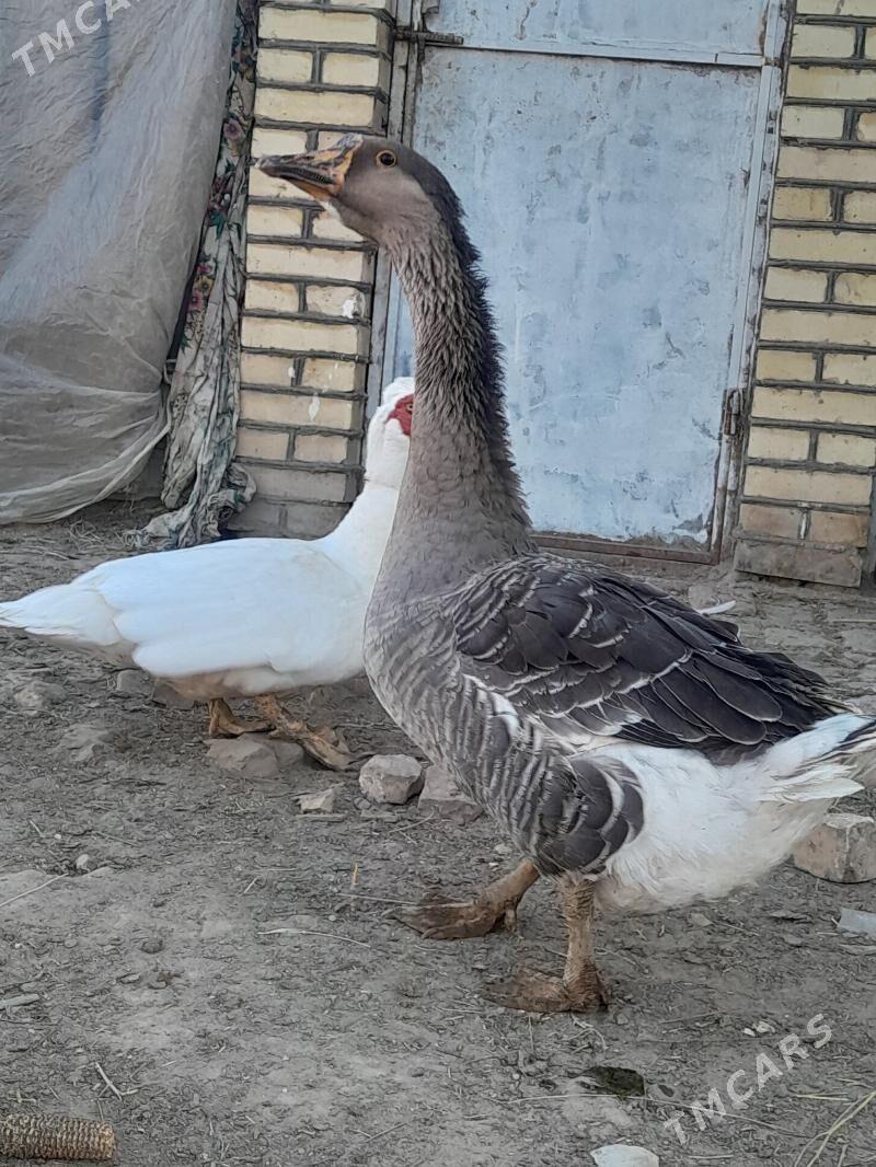 satlyk  ordek guws - Wekilbazar - img 4