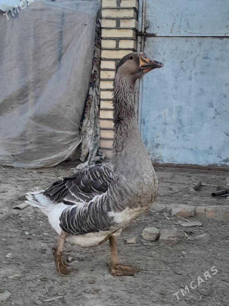 satlyk  ordek guws - Wekilbazar - img 5