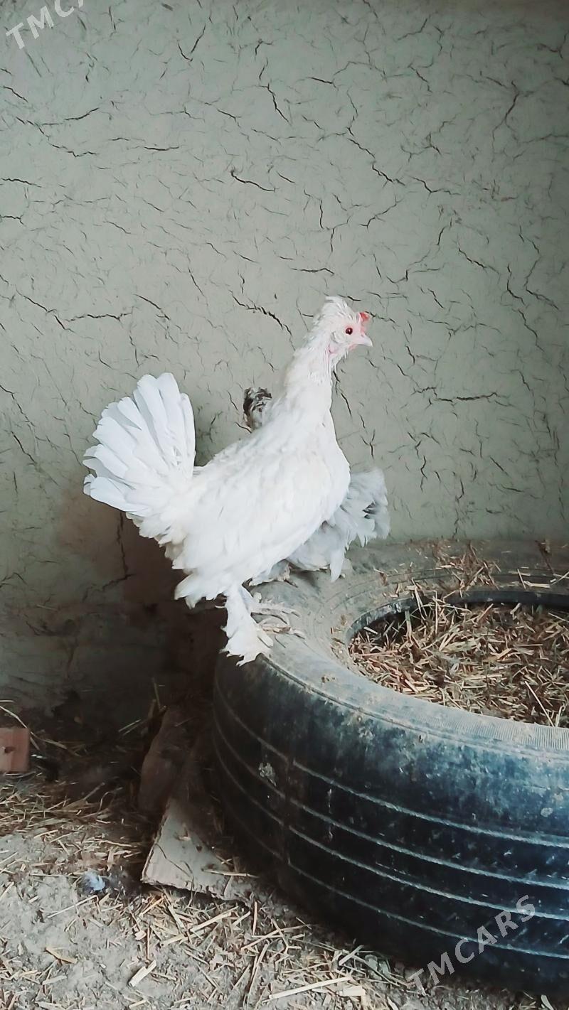 karlik maki - Bäherden - img 5