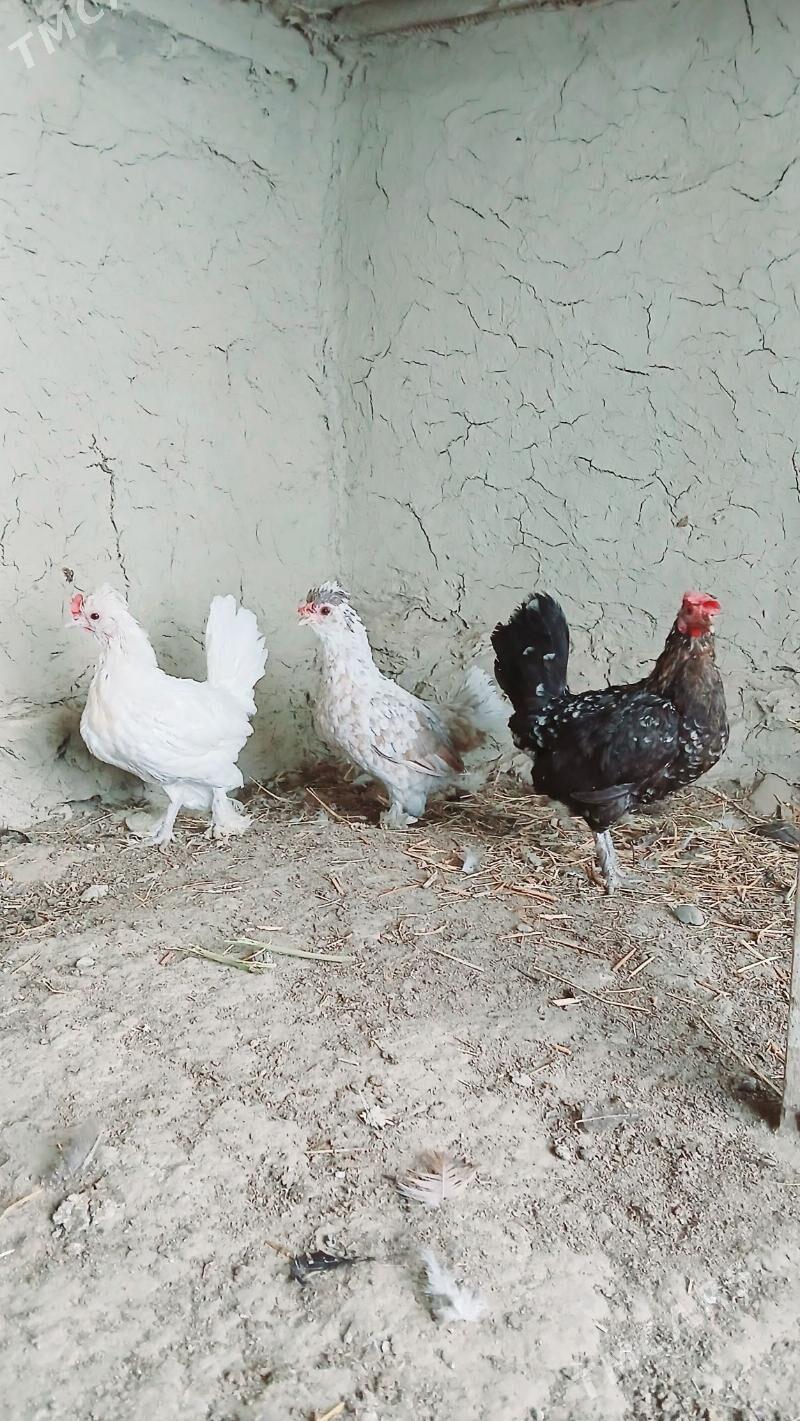 karlik maki - Bäherden - img 2