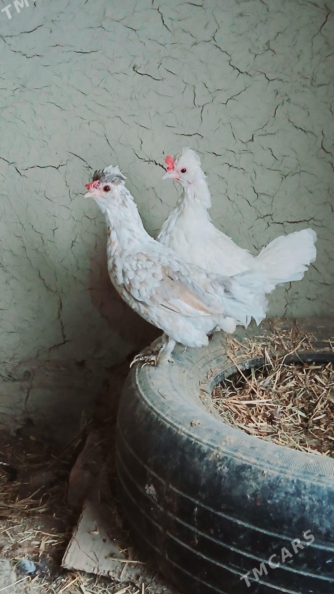 karlik maki - Bäherden - img 3