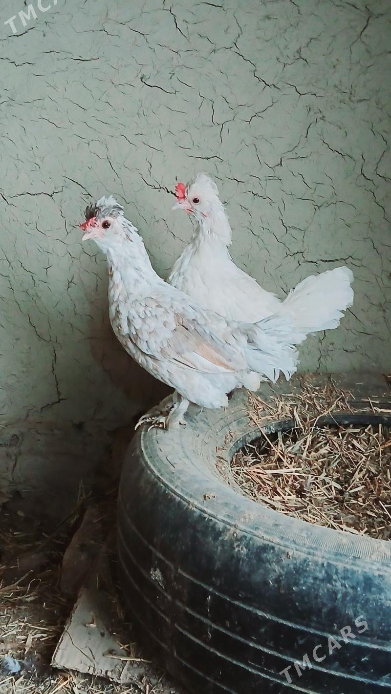 karlik maki - Bäherden - img 4