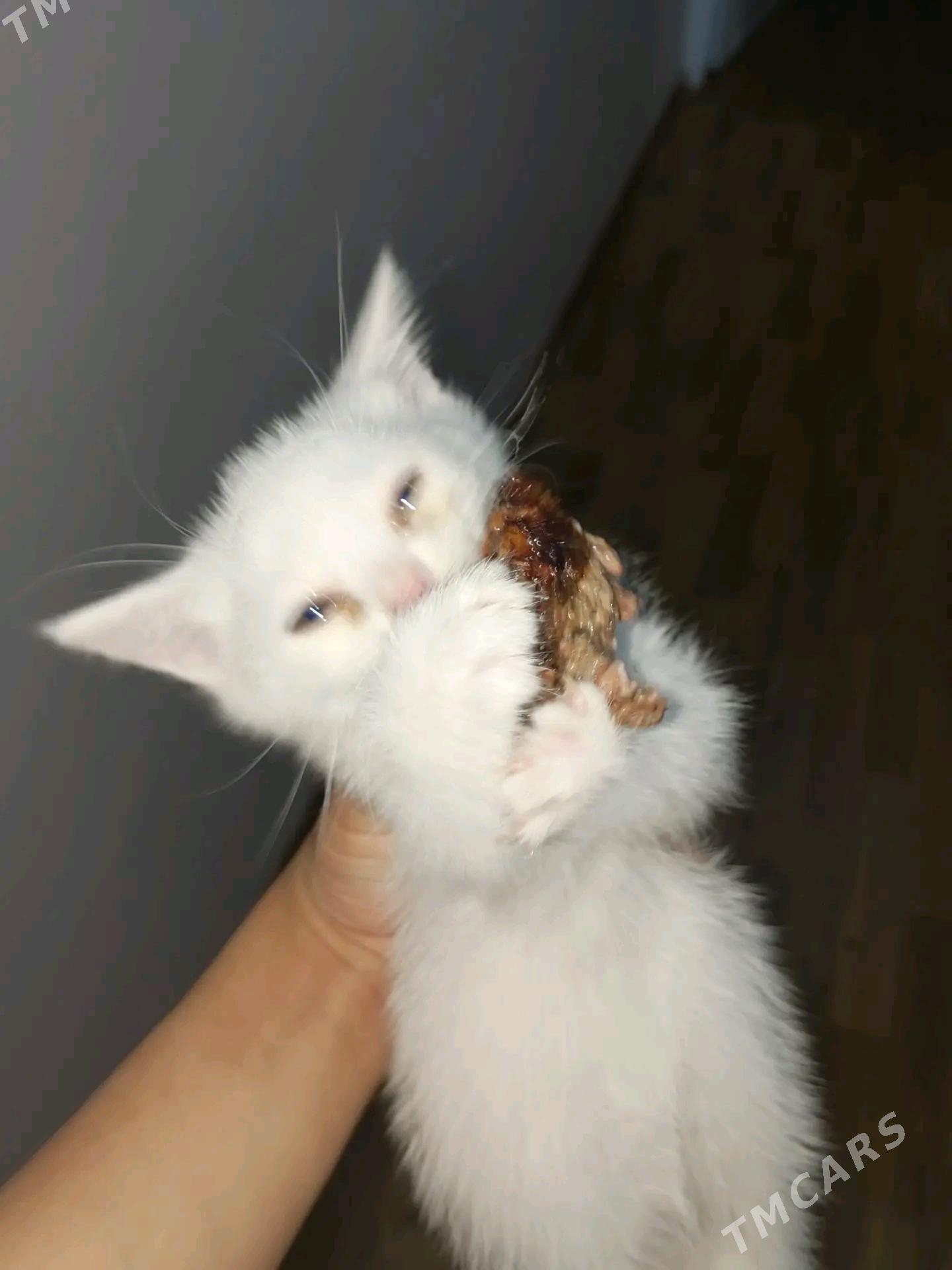 Pişik - Türkmenabat - img 3