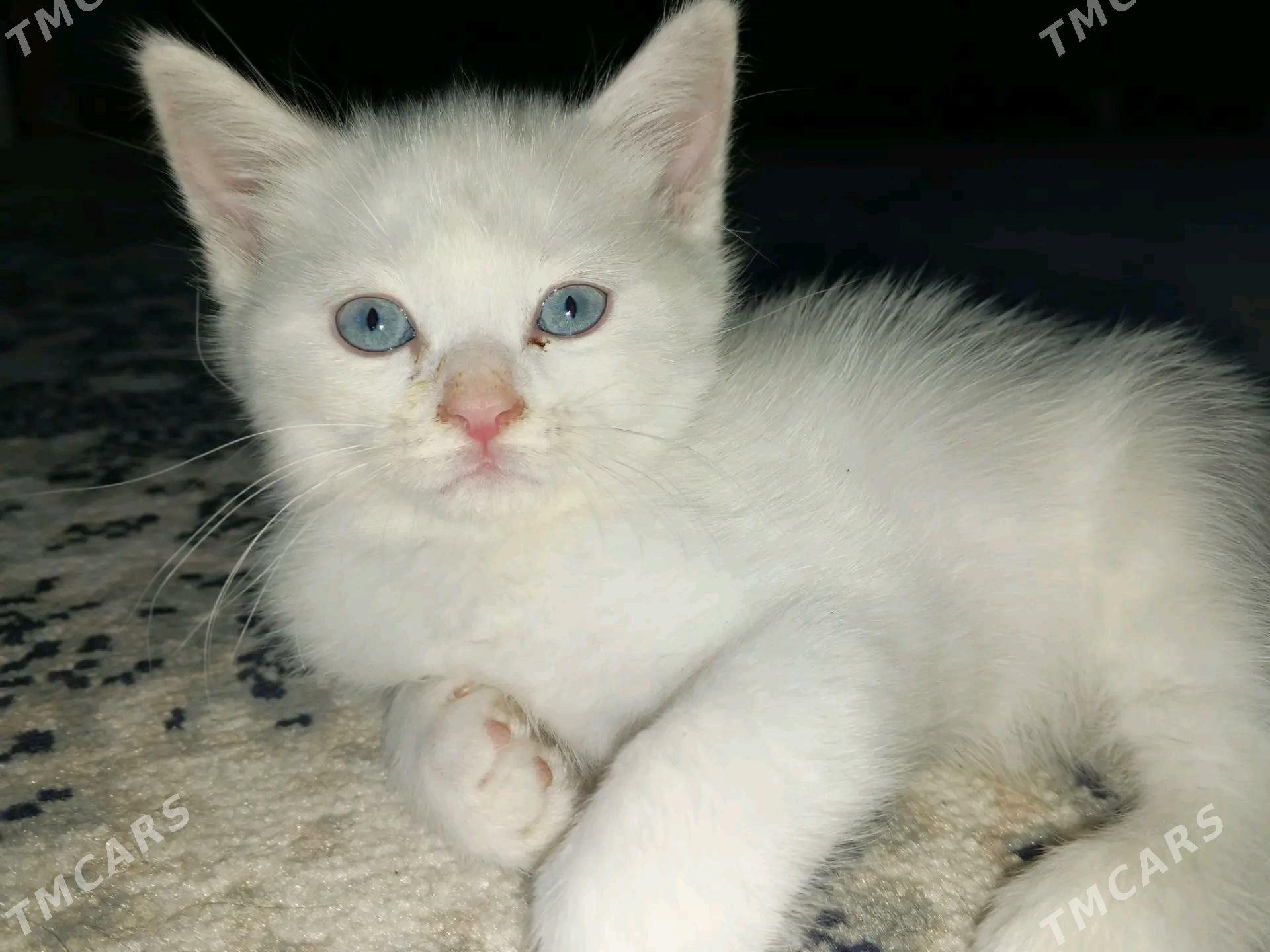 Pişik - Türkmenabat - img 2