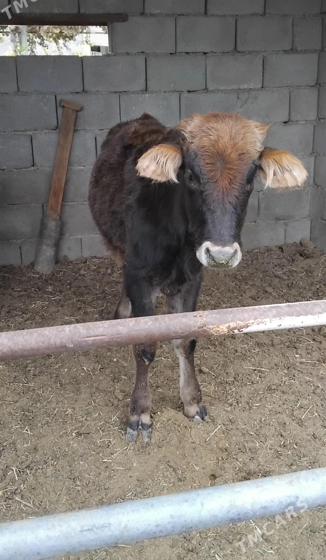 ŠWES OKUZ TUWE - Бузмеин - img 4