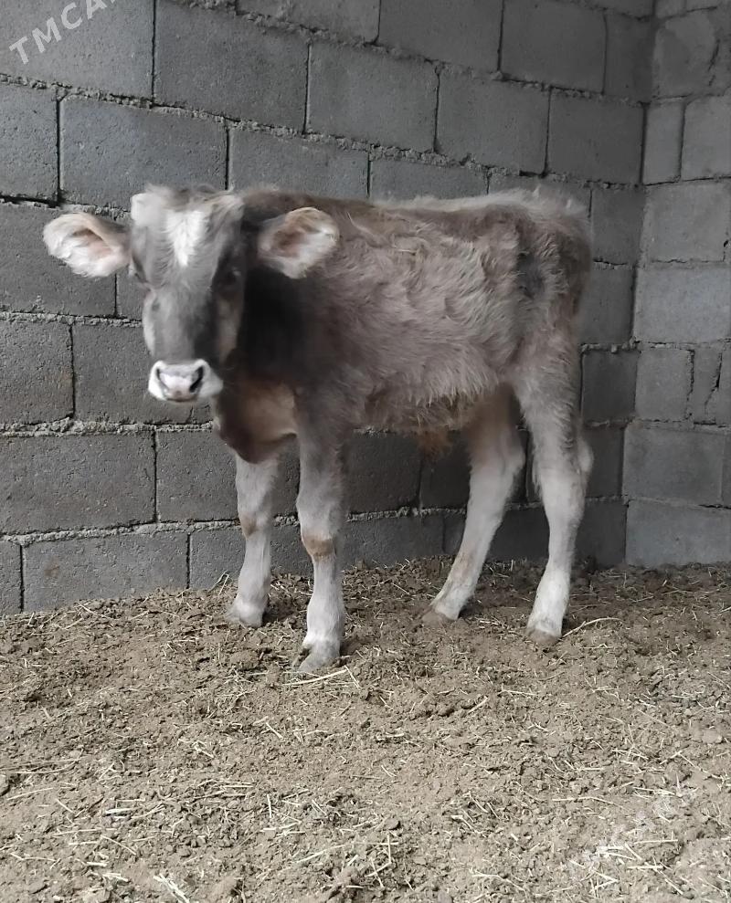 ŠWES OKUZ TUWE - Бузмеин - img 5