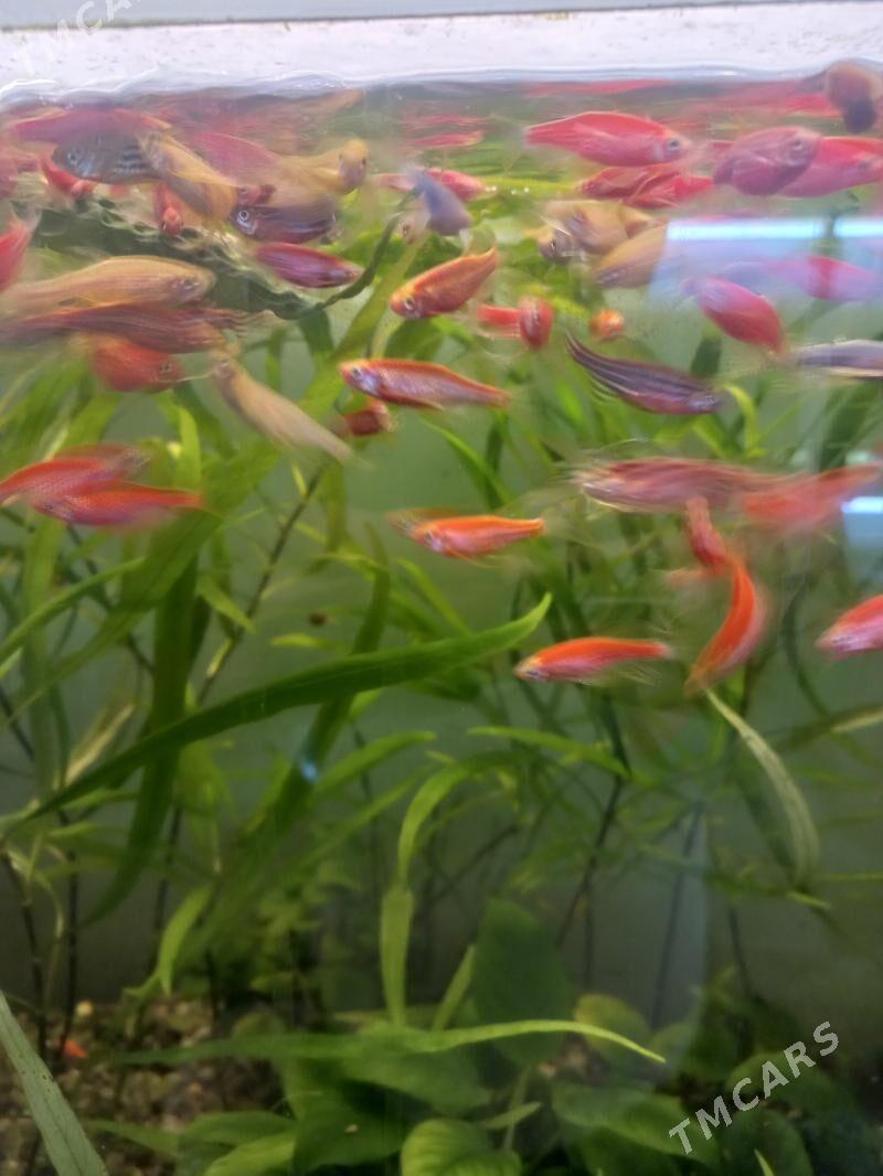 Аквариумные рыбки - Ашхабад - img 2