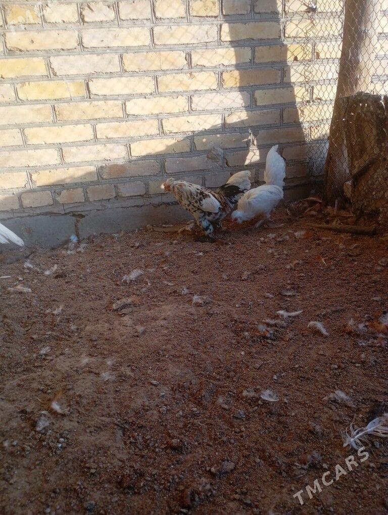 ýaponka horazlar - Farap - img 3