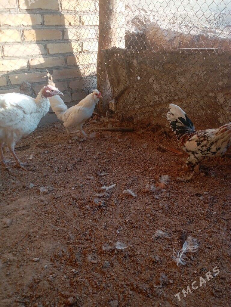 ýaponka horazlar - Farap - img 2