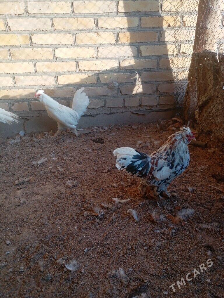 ýaponka horazlar - Farap - img 4