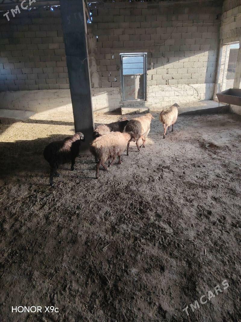 Goyun - Бахарден - img 2