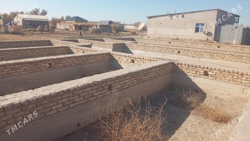 ucaska jay - Гороглы (Тагта) - img 6