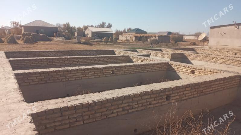 ucaska jay - Гороглы (Тагта) - img 7