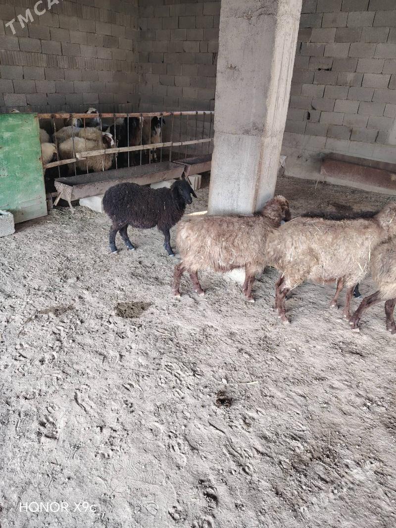 Goyun - Бахарден - img 3